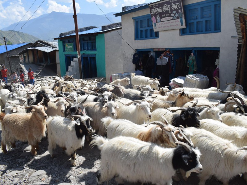 च्याङ्ग्रा लिन व्यापारी मुस्ताङतर्फ